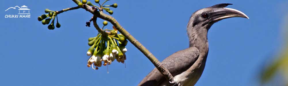 Indian Grey Hornbill