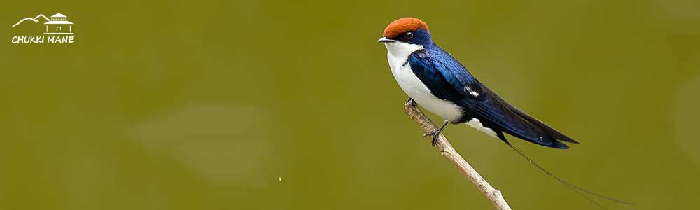 Wire Tailed Swallow