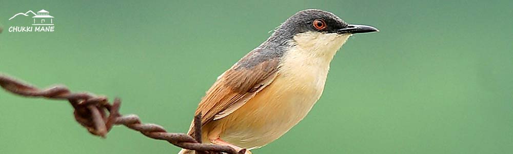 Ashy Prinia