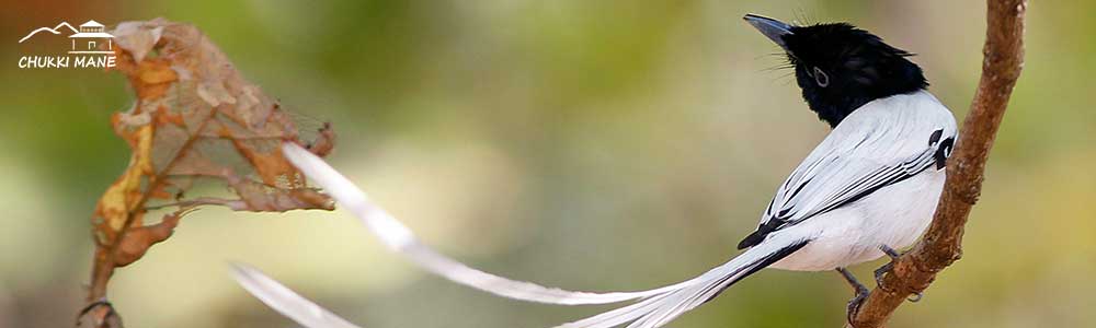 Asian Paradise Flycatcher