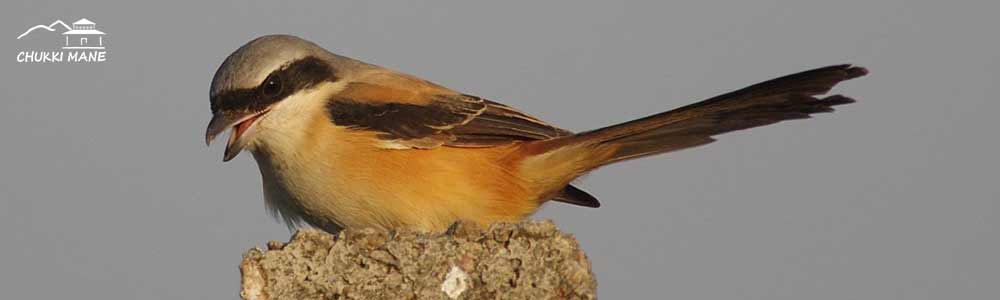 Bay Backed Shrike