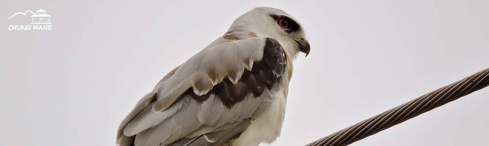 Black shouldered kite