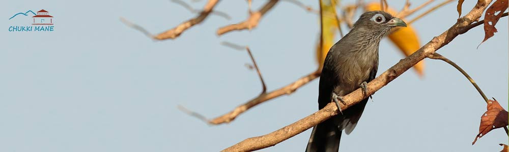 Blue Faced Malkoha