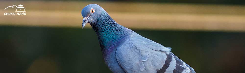 Blue Rock Pigeon | All about birds | Identification | Chukki Mane