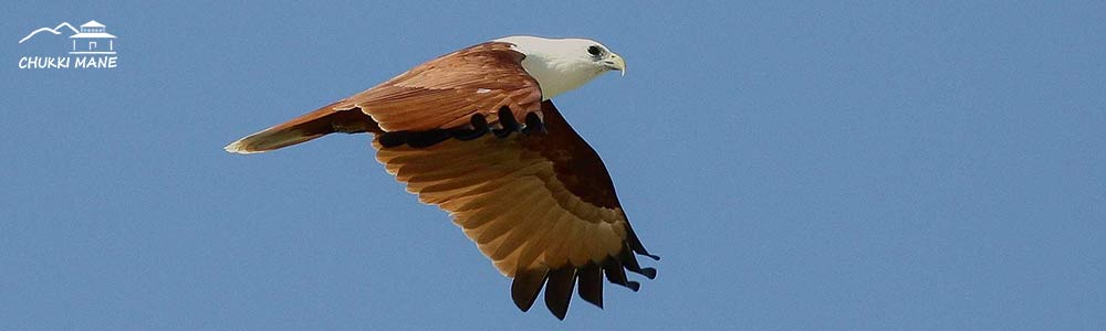 Brahminy Kite