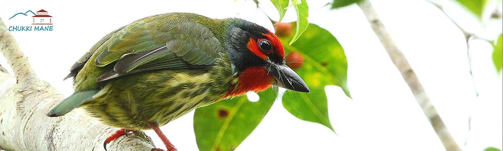 Coppersmith Barbet