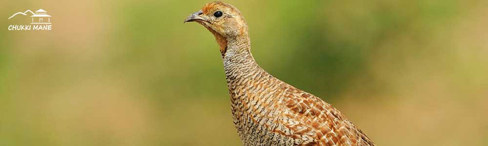 Grey Francolin