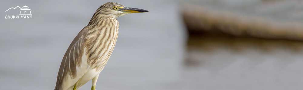 Indian Pond Heron