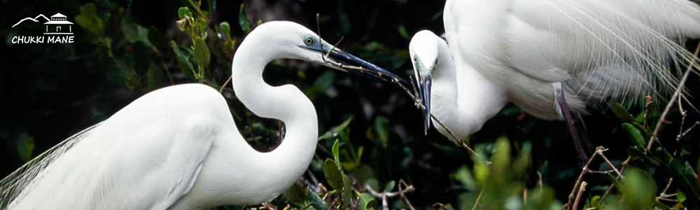 Large Egret