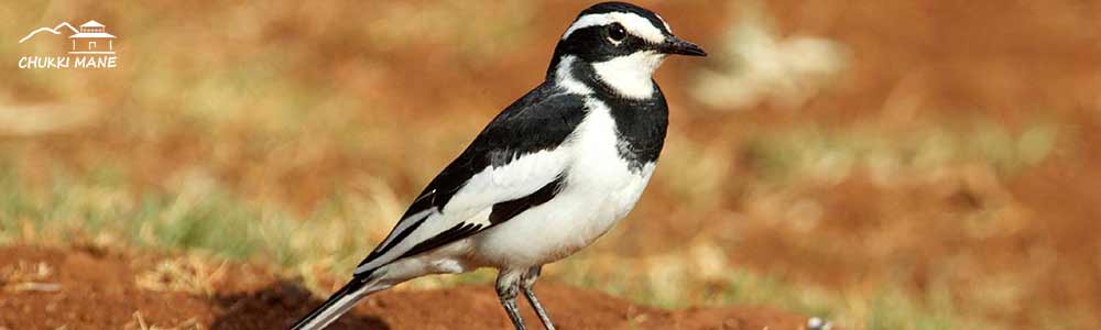 Large Pied Wagtail