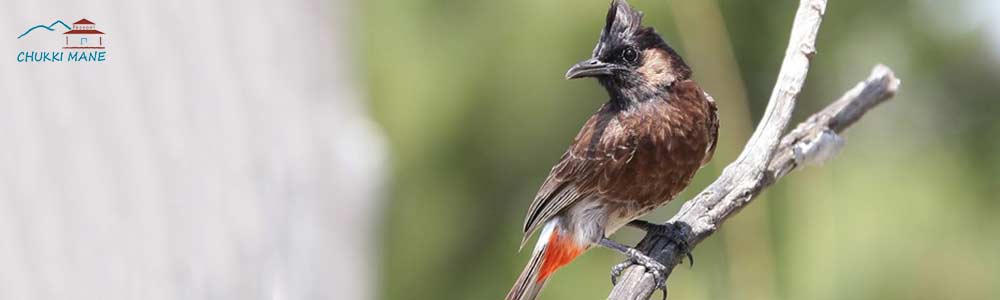 Red Vented Bulbul