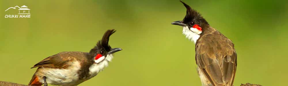 Red Whiskered Bulbul