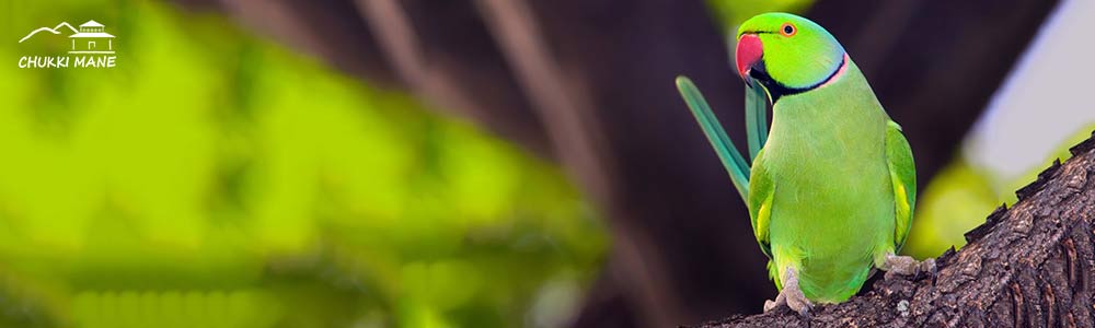 Rose Ringed Parakeet