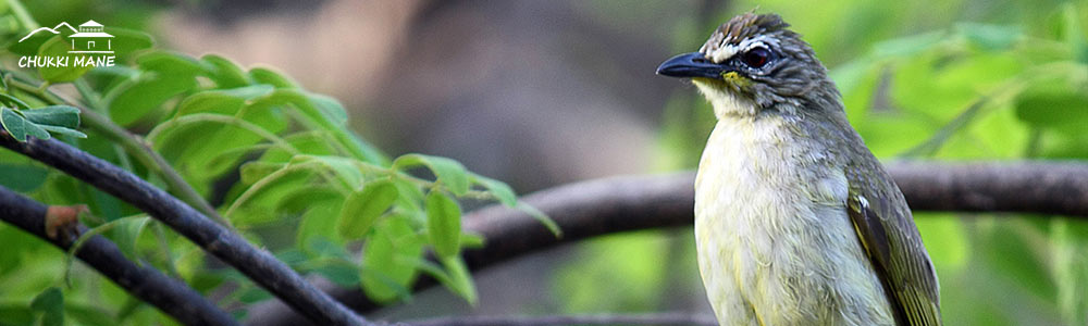 White Browned Bulbul in Chukki Mane