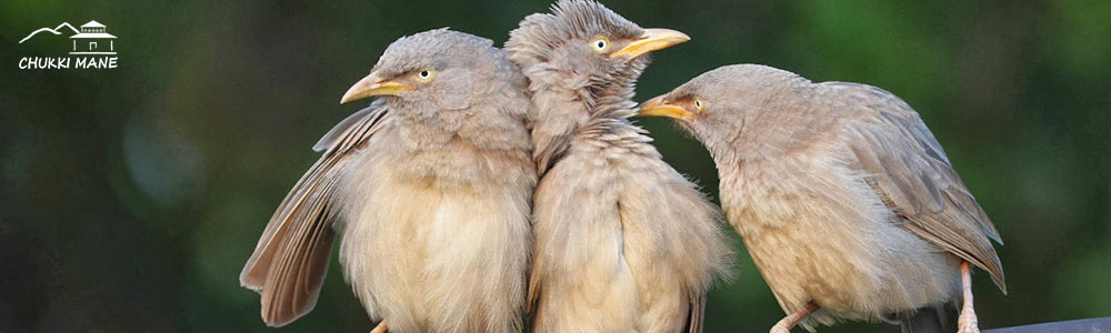 Yellow Billed Babbler in Chukki Mane