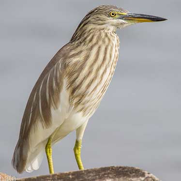 Indian Pond Heron