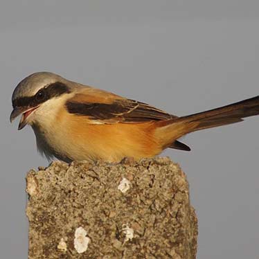 Bay Backed Shrike