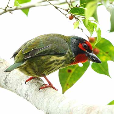 Coppersmith Barbet