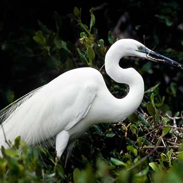 Large Egret