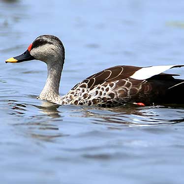 Spot Billed Duck