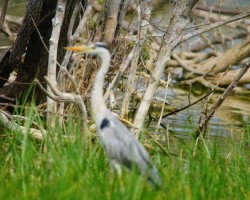 Bird Sanctuary Visit Near chukkimane