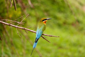 Blue tailed bee eater