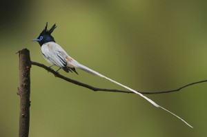 Birds in and around Karnataka