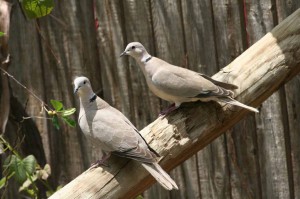 Natural twin birds around Banaglore