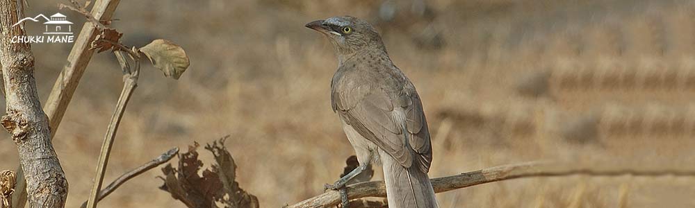 Large Grey Babbler in Chukki Mane