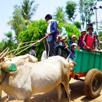 Bullock Cart Discoveries