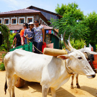 Bullock Cart Ride for Tourists in Karnataka