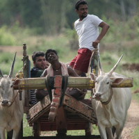 Bullock Cart Riding