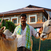 Bullock Cart Riding in India