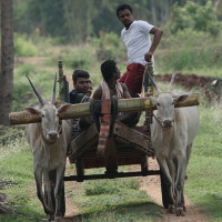 Bullock Cart Riding in Karnataka