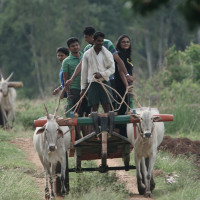 Bullock Cart Riding near Karnataka