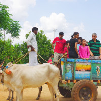 Bullock Cart Riding Photography