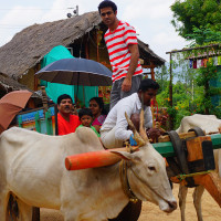 Tourists Enjoying Bullock Cart Riding in Mysore