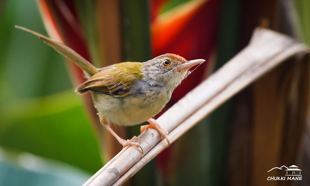 Tailorbirds