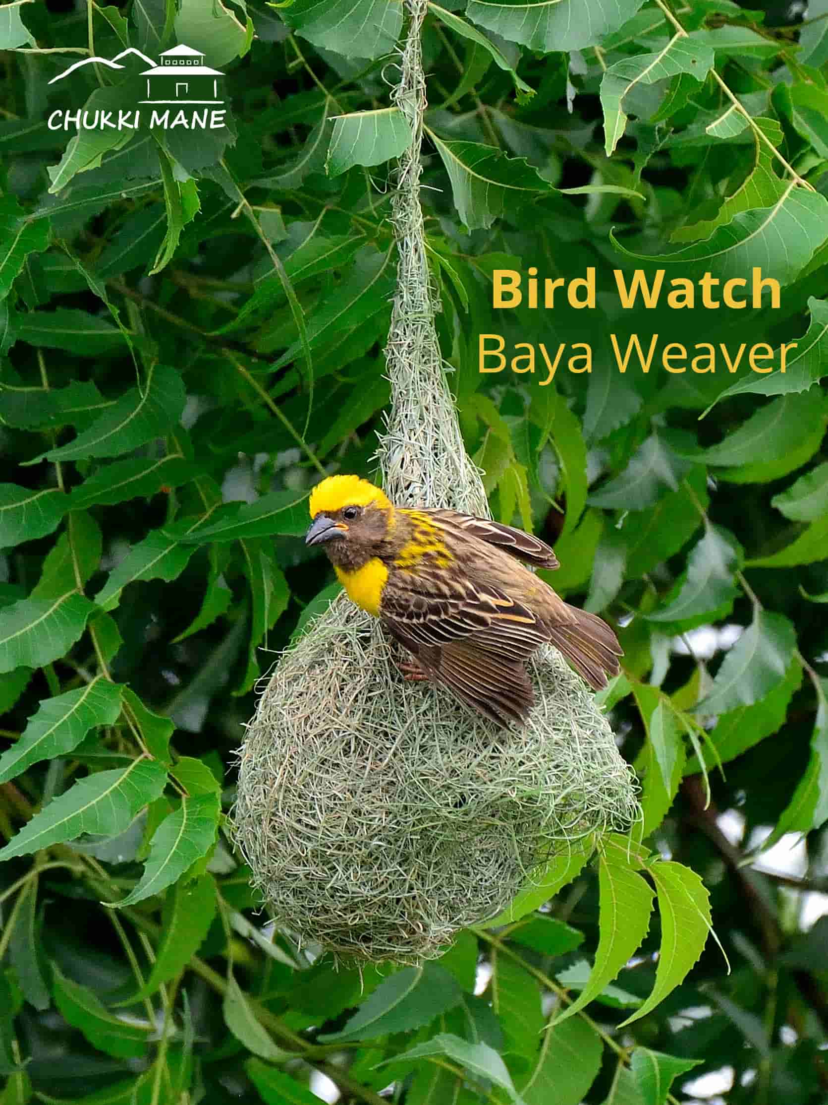 Bird Watch at Chukki Mane Baya Weaver