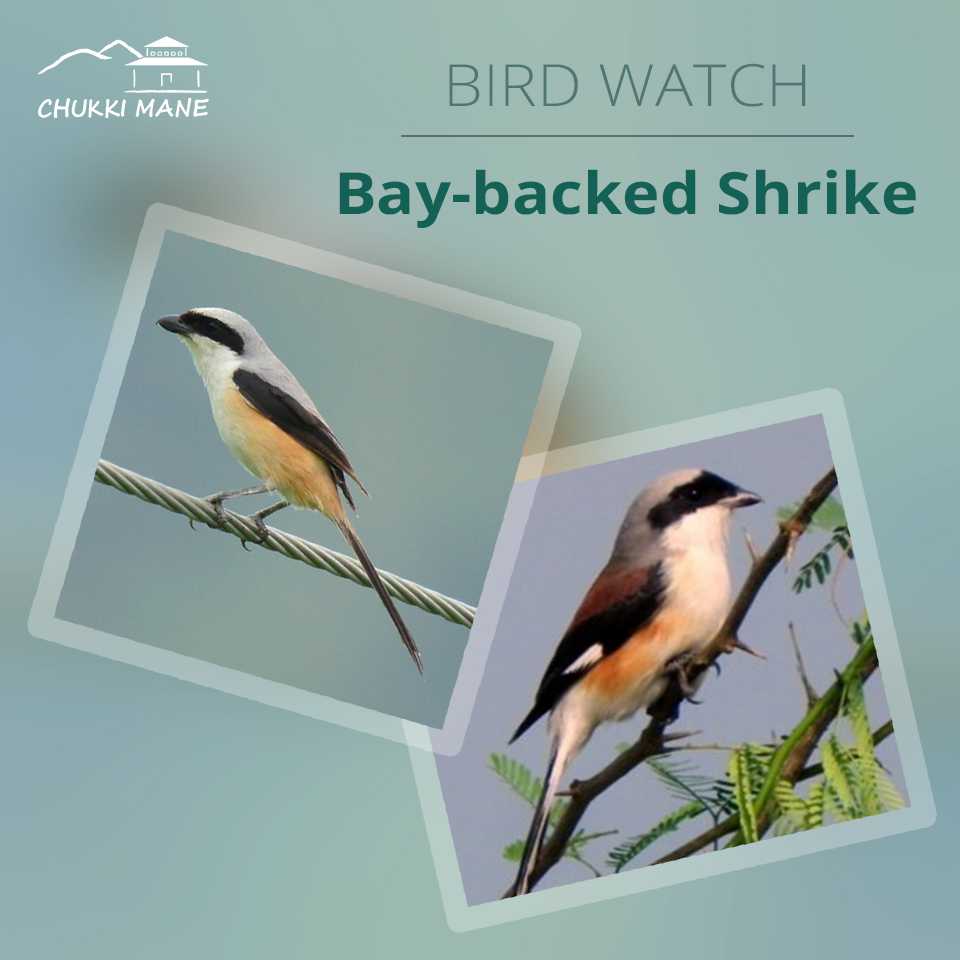 Bay Backed Shrike at Chukkimane