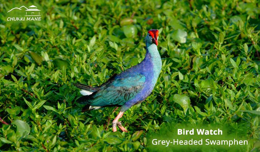 Bird Watch at Chukki Mane Grey Headed Swamphens