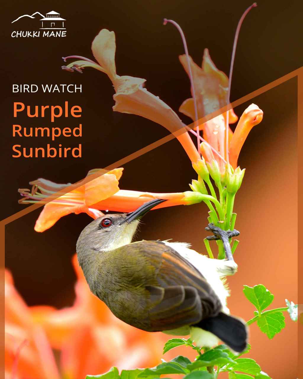 Bird Watch at Chukki Mane Purple Rumped Sunbird