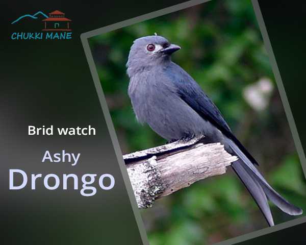 Bird watch at Chukki mane Ashy Drongo